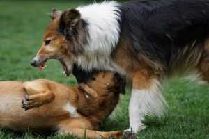 agresja-między-psami