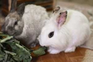królik-domowy-żywienie-i-utrzymanie
