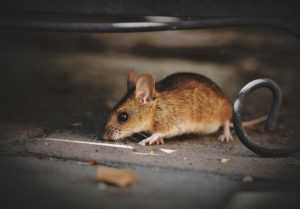 mysz-domowa-i-jej-wolno-żyjące-odmiany