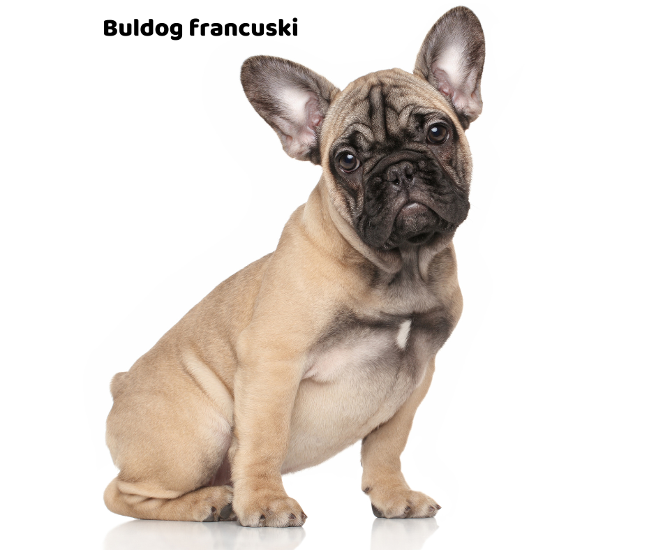 Buldog francuski opis rasy i predyspozycje do chorób
