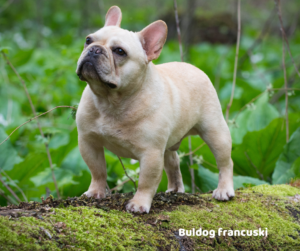 Buldog francuski opis rasy i predyspozycje do chorób