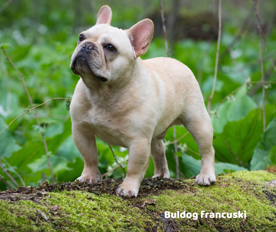 Buldog francuski opis rasy i predyspozycje do chorób
