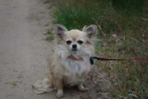 Chihuahua opis rasy i predyspozycje do chorób