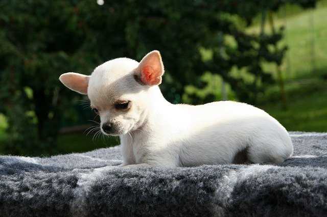 Chihuahua opis rasy i predyspozycje do chorób