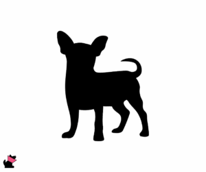 Chihuahua opis rasy i predyspozycje do chorób