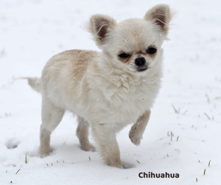 Chihuahua opis rasy i predyspozycje do chorób