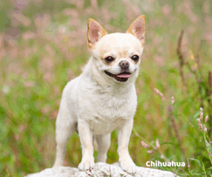 Chihuahua opis rasy i predyspozycje do chorób