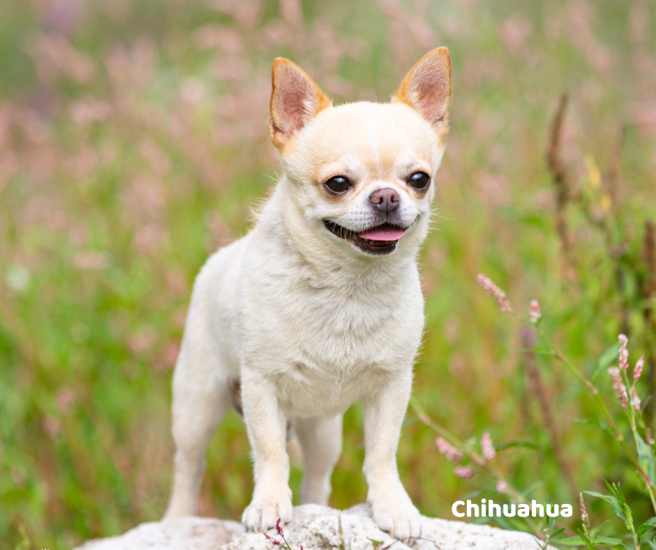 Chihuahua opis rasy i predyspozycje do chorób