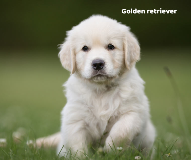 Golden retriever opis rasy i predyspozycje do chorób