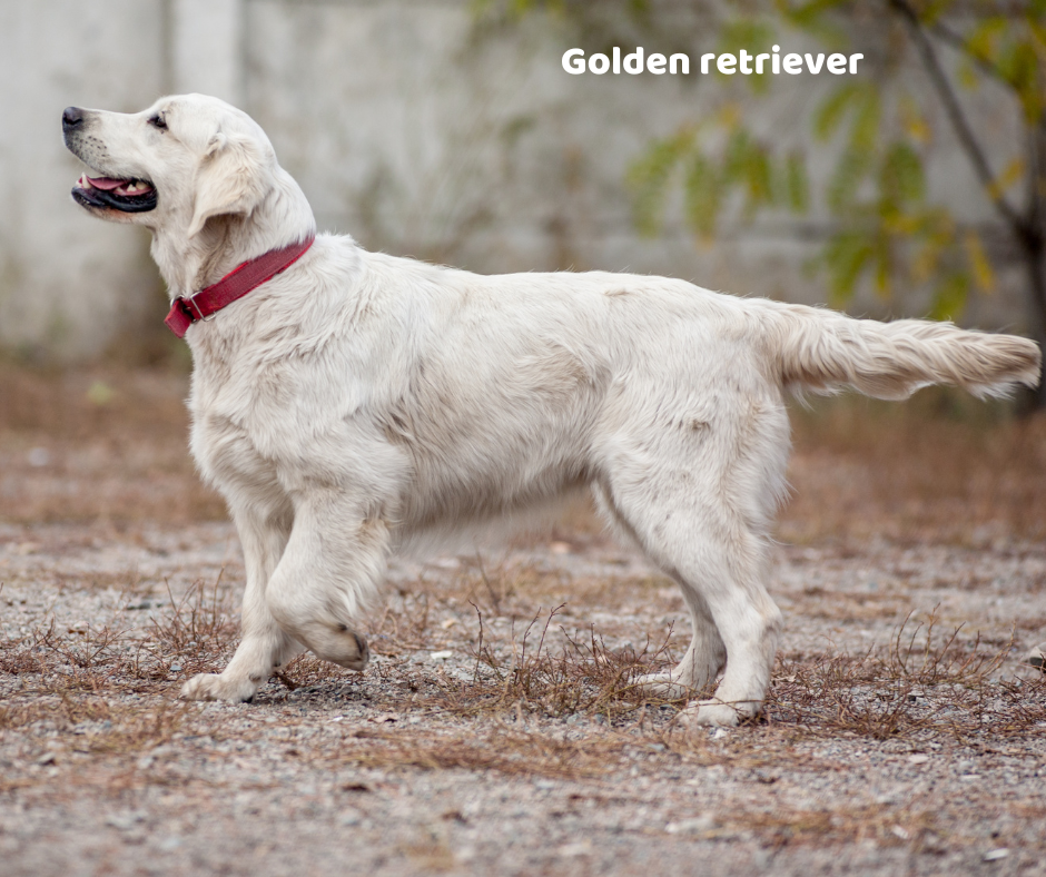 Golden retriever opis rasy i predyspozycje do chorób