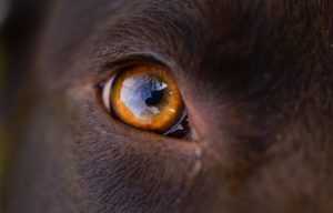 dog, eye, orange-3317930.jpg
