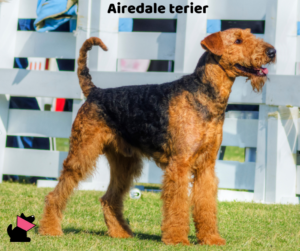 Airedale terier jaki jest i na co choruje