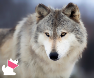 pochodzenie i rodowód psa domowego