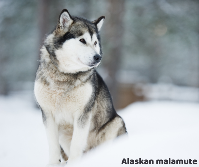 Alaskan malamute jaki jest i na co choruje
