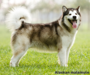 Alaskan malamute jaki jest i na co choruje