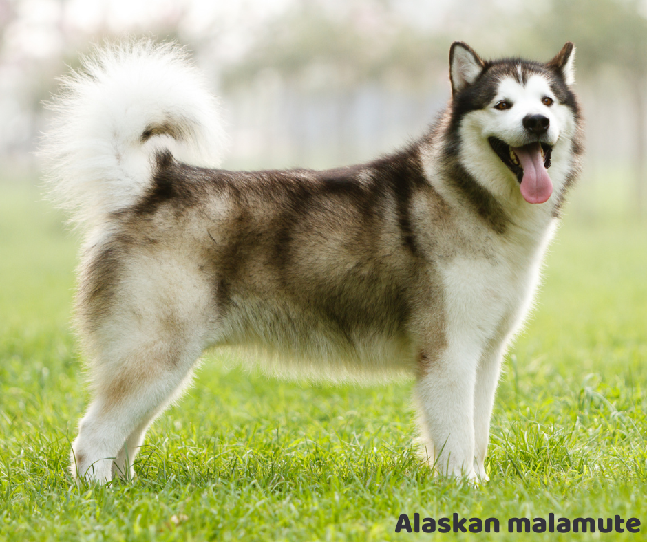 Alaskan malamute jaki jest i na co choruje