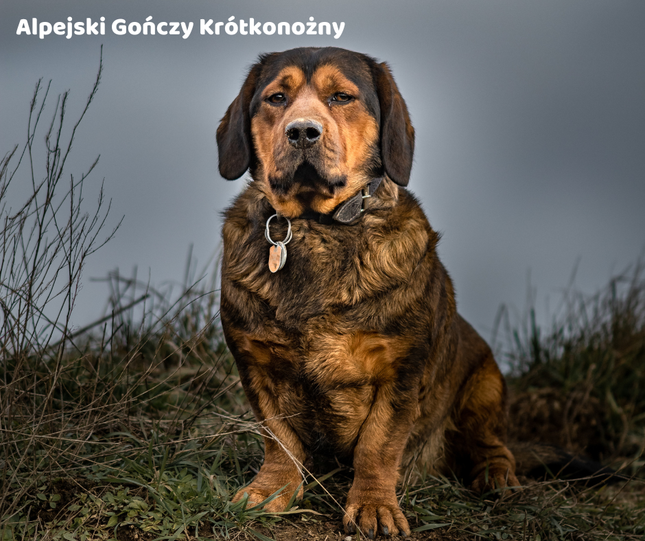 Alpejski gończy krótkonożny opis rasy i choroby