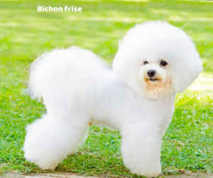 Na co choruje Bichon frise i opis rasy