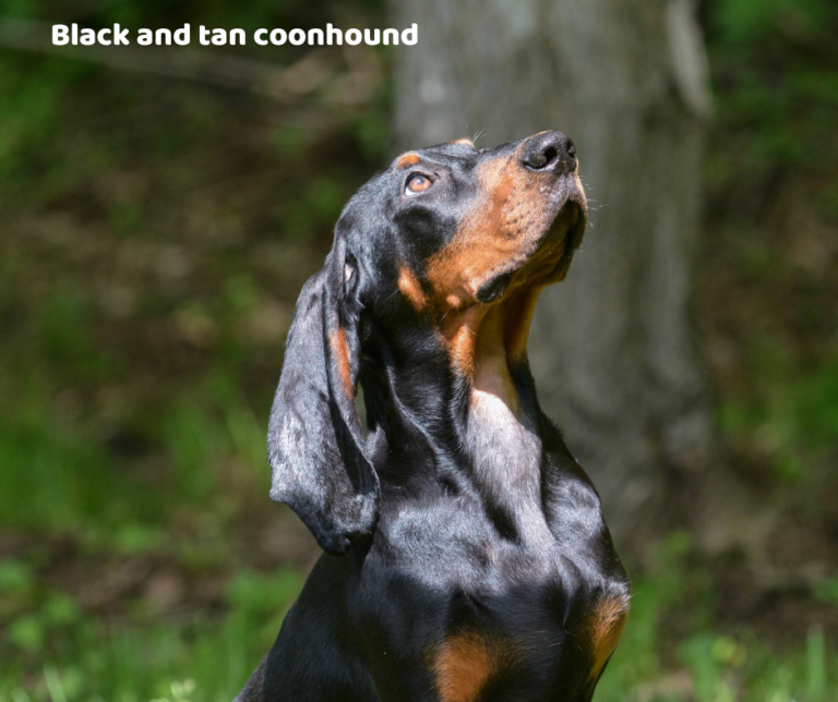 Black and tan coonhound jaki jest i na co choruje