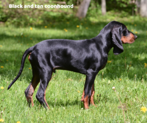Black and tan coonhound jaki jest i na co choruje