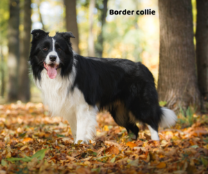 Opis rasy i skłonność do chorób border collie