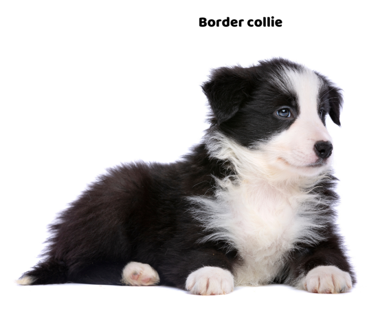 Opis rasy i skłonność do chorób border collie