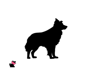 Opis rasy i skłonność do chorób border collie