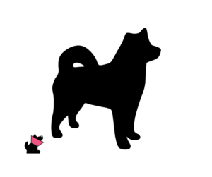 Alaskan malamute jaki jest i na co choruje