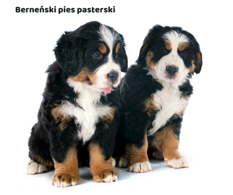 Berneński pies pasterski jaki jest i na co choruje