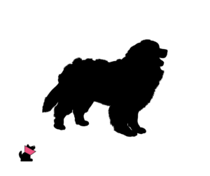 Berneński pies pasterski jaki jest i na co choruje