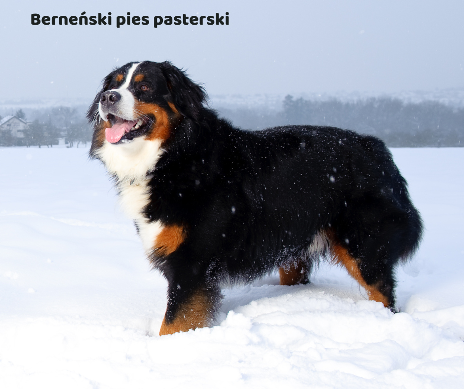 Berneński pies pasterski jaki jest i na co choruje
