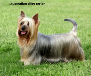 Australian silky terier jaki jest i na co choruje