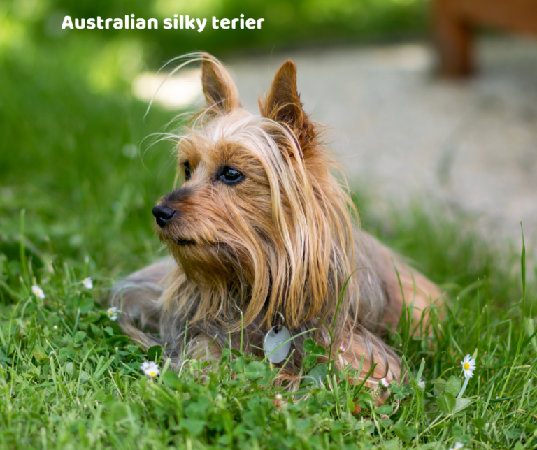 Australian silky terier jaki jest i na co choruje