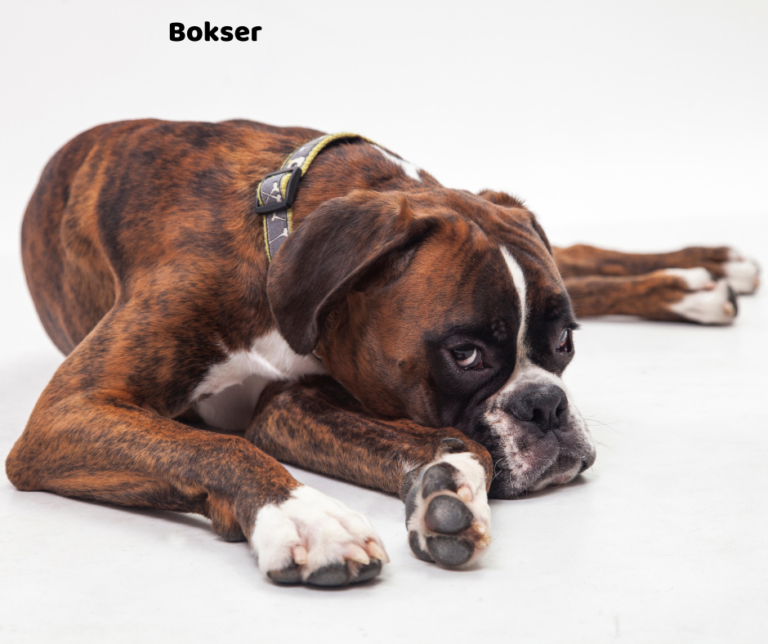 Bokser na co choruje i opis rasy