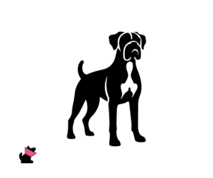 Bokser na co choruje i opis rasy