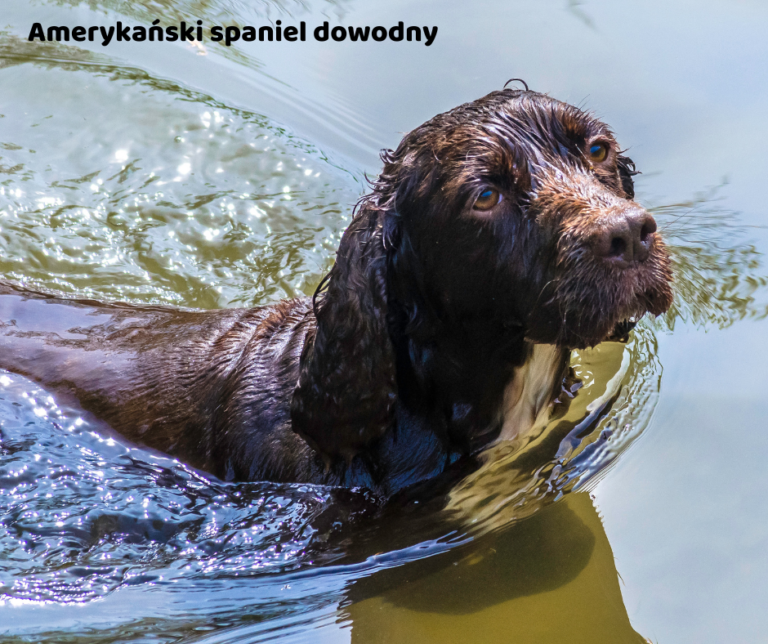 Amerykański spaniel dowodny jaki jest i na co choruje