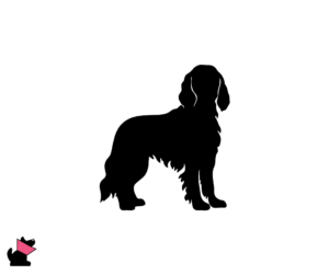 Amerykański spaniel dowodny jaki jest i na co choruje