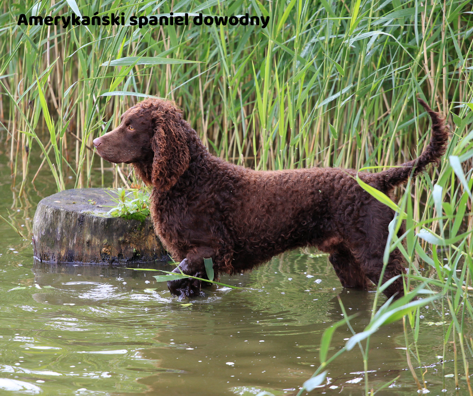 Amerykański spaniel dowodny jaki jest i na co choruje