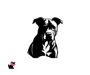 american staffordshire terier opis rasy i choroby