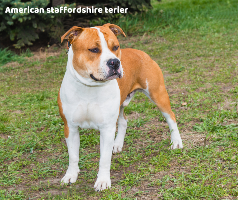 american staffordshire terier opis rasy i choroby