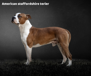 american staffordshire terier opis rasy i choroby
