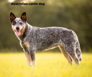 Australian cattle dog jaki jest i na co choruje