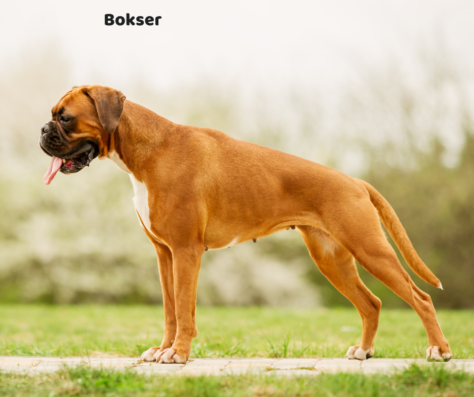 Bokser na co choruje i opis rasy