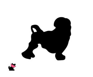 Lwi piesek jaki jest i na co choruje