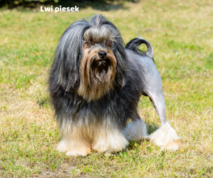 Lwi piesek jaki jest i na co choruje