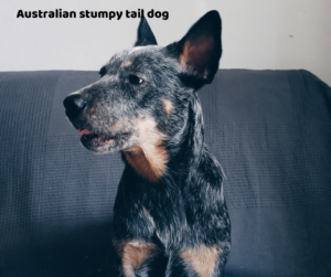 Australian stumpy tail dog jaki jest i na co choruje