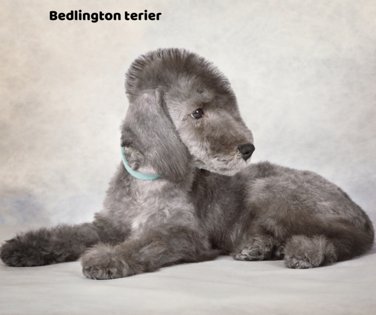 Bedlington terier jaki jest i na co choruje