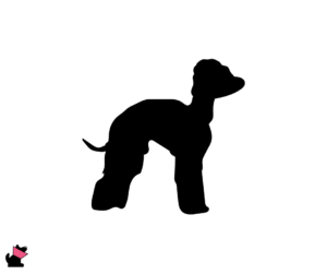 Bedlington terier jaki jest i na co choruje