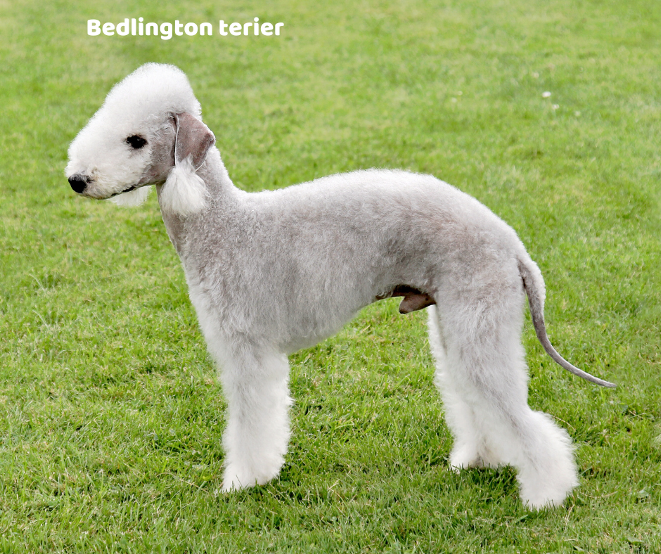 Bedlington terier jaki jest i na co choruje