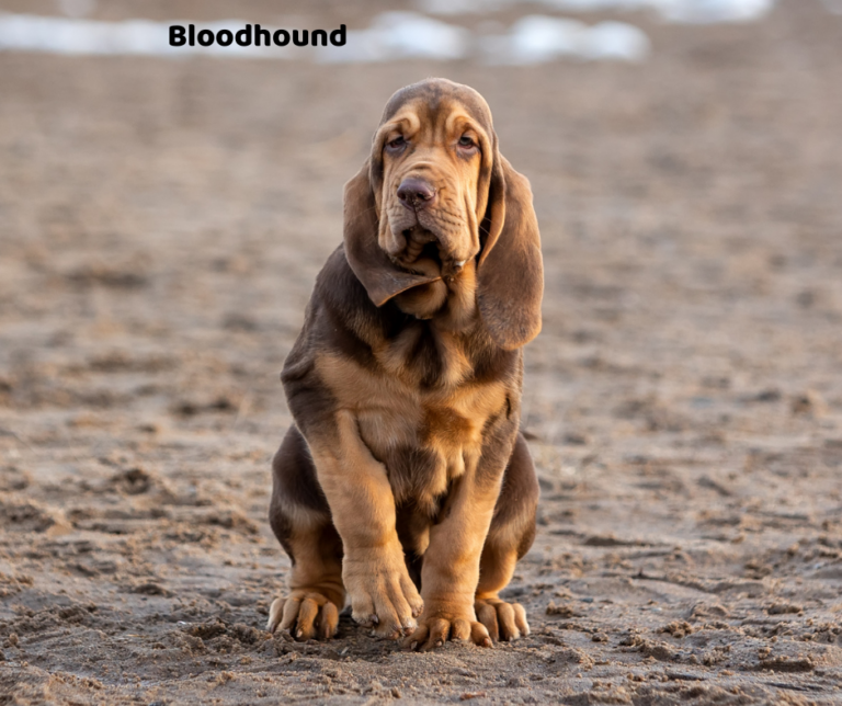 Bloodhound jaki jest i na co choruje